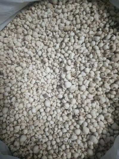 冬虫夏草的食疗作用
